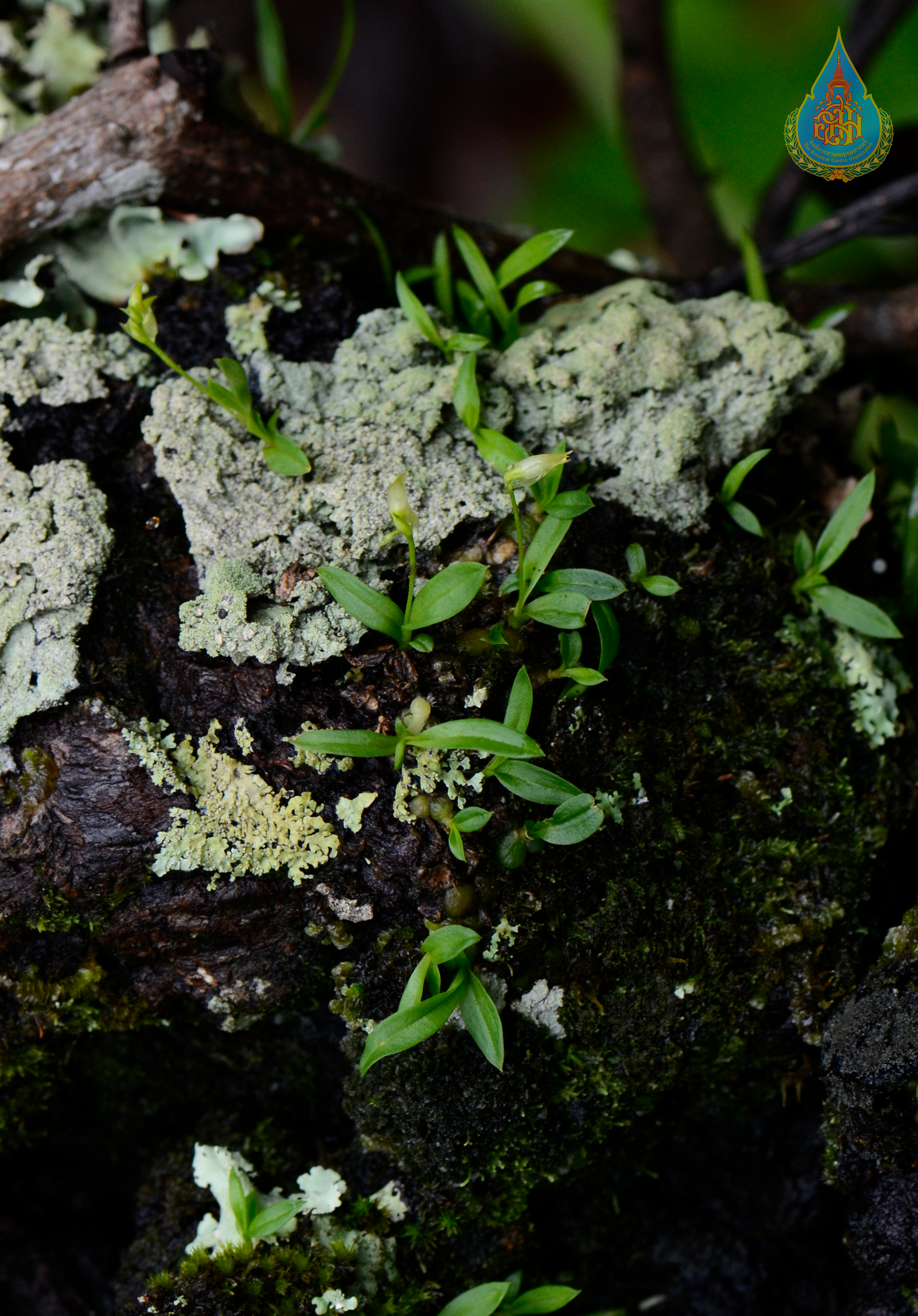 เอื้องนิ่มตาข่าย Porpax muscicola (Lindl.) Schuit., Y.P.Ng & H.A.Pedersen<br/>ORCHIDACEAE